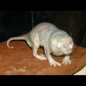 Meet your Posher, Devin